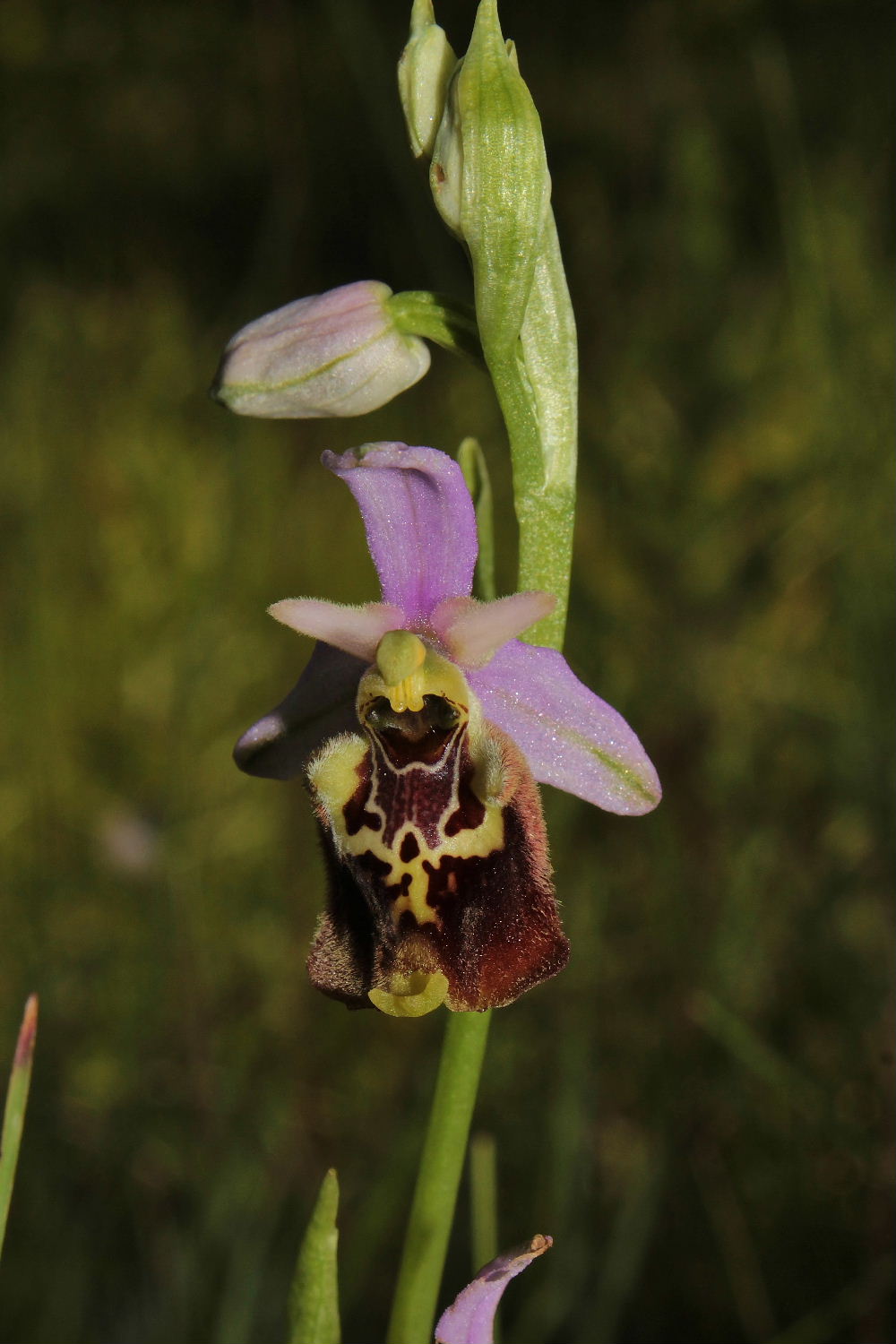 Orchidee Basso PiemonteEntroterra Liguria